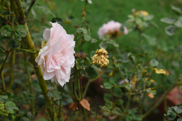 Obraz premium Beautiful pink white rose flower closeup in garden, A very beautiful pink white yellow rose flower bloomed on the rose tree, Rose flower closeup, bloom flowers, Natural spring flower floral background