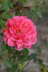Beautiful pink white rose flower closeup in garden, A very beautiful pink white yellow rose flower bloomed on the rose tree, Rose flower closeup, bloom flowers, Natural spring flower floral background