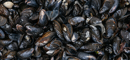 Miesmuscheln