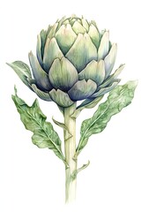 Obraz premium artichoke in watercolor, white background