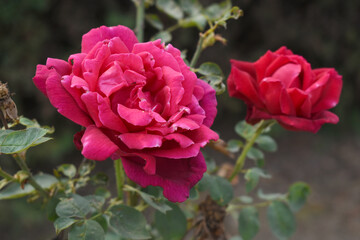 Beautiful red rose flower closeup in garden, A very beautiful red rose flower bloomed on the rose tree, Rose flower closeup, bloom flowers, Natural spring flower, Natural floral background,