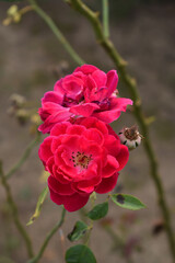 Beautiful red rose flower closeup in garden, A very beautiful red rose flower bloomed on the rose tree, Rose flower closeup, bloom flowers, Natural spring flower, Natural floral background,