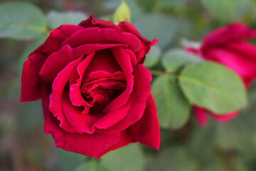 Beautiful red rose flower closeup in garden, A very beautiful red rose flower bloomed on the rose tree, Rose flower closeup, bloom flowers, Natural spring flower, Natural floral background,