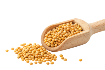 Wooden scoop filled with yellow mustard seeds on white background, cut out