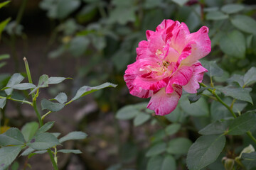Beautiful pink white rose flower closeup in garden, A very beautiful pink white yellow rose flower bloomed on the rose tree, Rose flower closeup, bloom flowers, Natural spring flower floral background