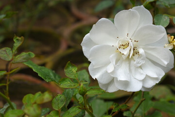 Beautiful white rose flower closeup in garden, A very beautiful white rose flower bloomed on the rose tree, Rose flower closeup, bloom flowers, Natural spring flower, Natural floral background,
