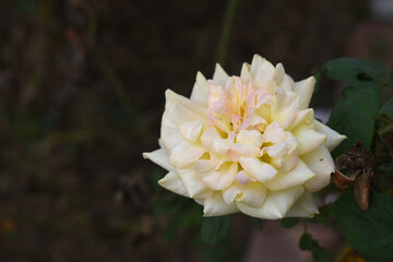 Beautiful white rose flower closeup in garden, A very beautiful white rose flower bloomed on the rose tree, Rose flower closeup, bloom flowers, Natural spring flower, Natural floral background,
