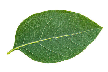 Obraz premium Vivid green leaf with detailed veins on black background, cut out