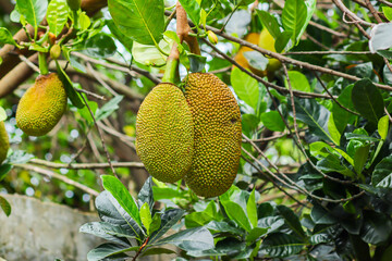 Fresh green young jackfruits growing on the jackfruit tree.