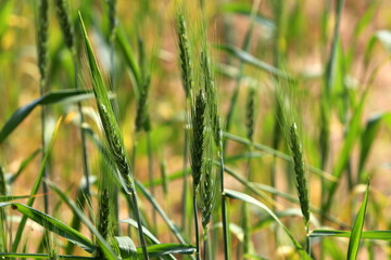 Spikelets of cereal plants in the city park.