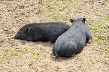 Two little black piglets bask in the sun