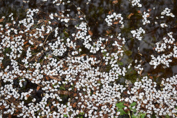 The surface of water with petals floating on it.