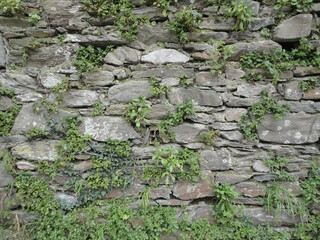 old stone wall with plants © juliusse