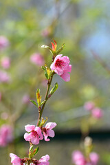 Fototapeta premium Peach branch with flowers close-up on a blurred background.