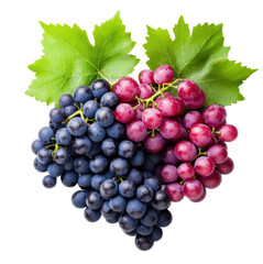 Fototapeta premium Bunches of fresh red and blue grapes with green leaves, cut out