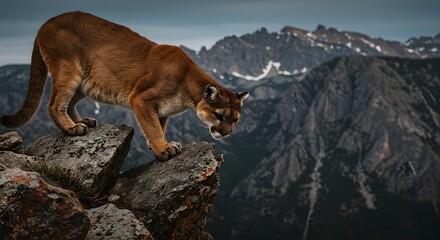 Mountain Lion on Rocky Cliff