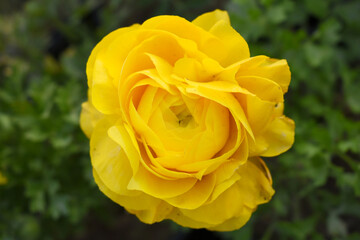 Beautiful Yellow ranunculus flower growing in an outdoor flower garden. ranunculus flower closeup, Yellow blooming flower, Closeup shot of a beautiful blossoming ranunculus in field
