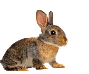 Obraz premium lapin isolé