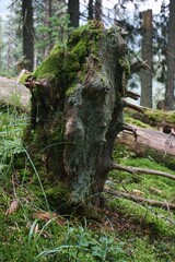 Tree trunk with moss
