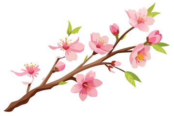 Obraz premium Blooming Cherry Blossom Branch on White Background with Pink Flowers and Buds