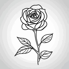 Elegant Line Art Rose Flower Drawing Botanical Illustration