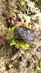This image shows a dark colored sea snail shell with a striped pattern.