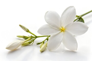 Fototapeta premium jasmine isolated on white background