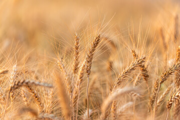 Ripe golden barley ears at barley field or barley farming before harvesting in sunset light, agriculture background.
