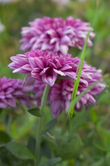 Beautiful Pink chrysanthemum flowers closeup in the winter garden, Closeup of Chrysanthemum flower, Field of the Pink Chrysanthemum, Beautiful Pink flower blooming in nature.