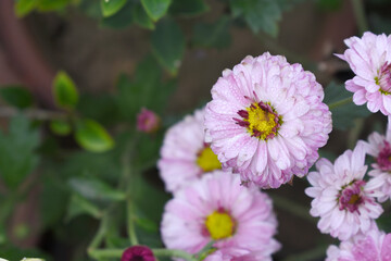Obraz premium Beautiful Pink chrysanthemum flowers closeup in the winter garden, Closeup of Chrysanthemum flower, Field of the Pink Chrysanthemum, Beautiful Pink flower blooming in nature.