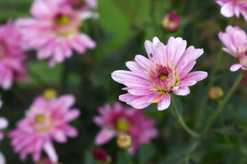 Fototapeta premium Beautiful Pink chrysanthemum flowers closeup in the winter garden, Closeup of Chrysanthemum flower, Field of the Pink Chrysanthemum, Beautiful Pink flower blooming in nature.