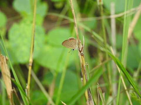 A tiny Gram Blue butterfly with patterned greyish-brown underwings rests delicately on a dry, vertical plant stalk surrounded by green blades of grass.