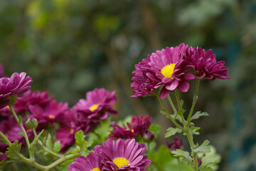 Obraz premium Beautiful Purple chrysanthemum flowers closeup in the winter garden, Closeup of Chrysanthemum flower, Field of the purple Chrysanthemum, Beautiful purple flower blooming in nature.