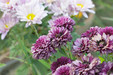 Obraz premium Beautiful Purple chrysanthemum flowers closeup in the winter garden, Closeup of Chrysanthemum flower, Field of the purple Chrysanthemum, Beautiful purple flower blooming in nature.