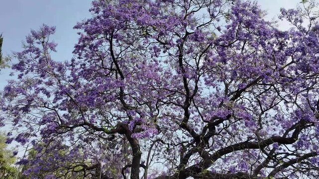 jacaranda A large purple tree with green leaves. The tree is in a park. The sky is blue