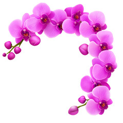 A Purple orchids arranged in graceful arch, showcasing vibrant petals and delicate buds, create elegant and serene floral display. vivid colors and intricate details evoke sense of tranquility