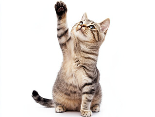 Obraz premium Curious Cat: A young, playful tabby cat extends its paw towards the camera, showcasing its curiosity, playful nature, and the elegant curve of its posture.