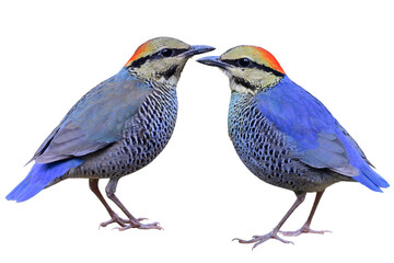 beautiful chubby blue birds with sharp in details, blue pitta isolated on white background, exotic animal of Thailand