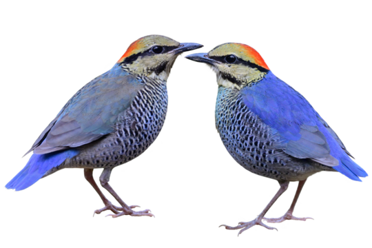 beautiful chubby blue birds with sharp in details, blue pitta isolated on white background, exotic animal of Thailand