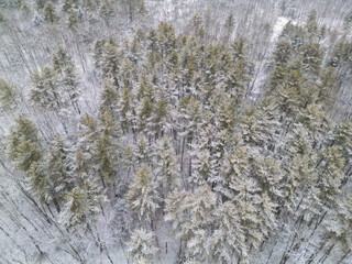 frozen snow covered trees in winter (beautiful forest with distant mountains) clouds sky scenic woods hiking nature area (upstate new york catskills mountains) snowy wintry tree scene catskill gunks
