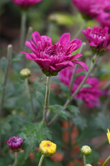Beautiful Red chrysanthemum flowers closeup in the winter garden, Closeup of Chrysanthemum flower, Field of the Red Chrysanthemum, Beautiful Red flower blooming in nature.