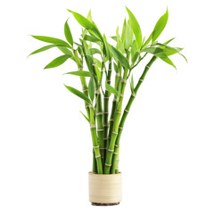 Fototapeta premium Lucky Bamboo isolated on white background