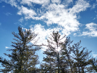 frozen snow covered trees in winter (beautiful forest with distant mountains) clouds sky scenic woods hiking nature area (upstate new york catskills mountains) snowy wintry tree scene catskill gunks