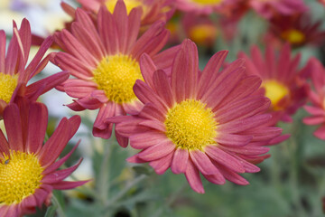 Obraz premium Beautiful Red chrysanthemum flowers closeup in the winter garden, Closeup of Chrysanthemum flower, Field of the Red Chrysanthemum, Beautiful Red flower blooming in nature.