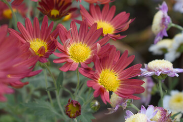 Fototapeta premium Beautiful Red chrysanthemum flowers closeup in the winter garden, Closeup of Chrysanthemum flower, Field of the Red Chrysanthemum, Beautiful Red flower blooming in nature.
