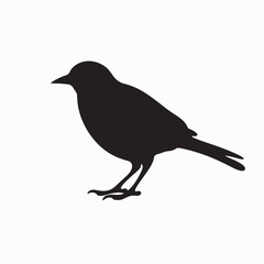 Obraz premium Silhouette of a crow and raven on a branch against a white background