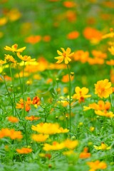 Obraz premium Yellow flowers in the garden for background image