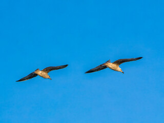 Two flying Mediterranean gulls (Larus michahellis) in synchronized flight.