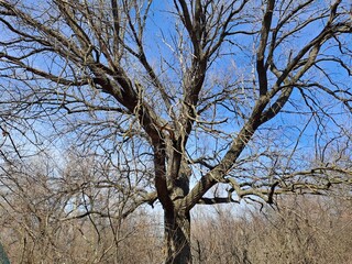dead tree in winter
