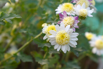 Beautiful white chrysanthemum flowers closeup in the winter garden, Closeup of Chrysanthemum flower, Field of the white Chrysanthemum, Beautiful white flower blooming in nature.